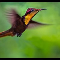 10 Petr Líbal - Kolibřík žlutohrdlý